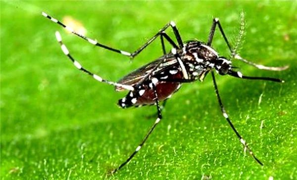 这些登革热防控知识,你应该了解