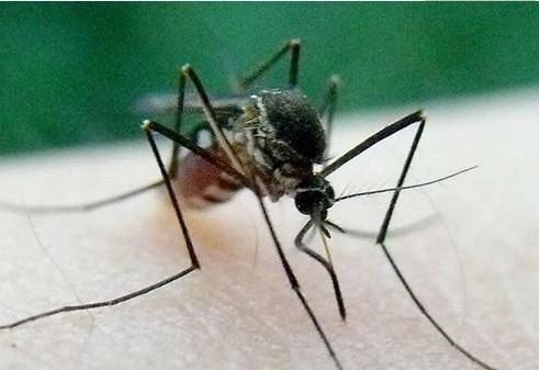 海口此次登革热疫情总体可控 向全岛扩散可能性不大