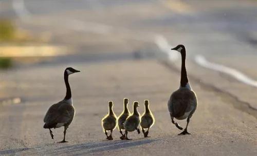 饭后百步走,你走对了吗?