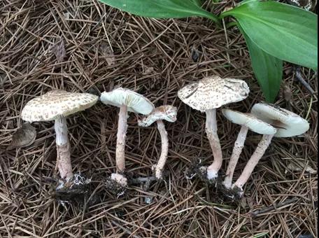 谨防小个子大“蘑”王——肉褐鳞环柄菇中毒