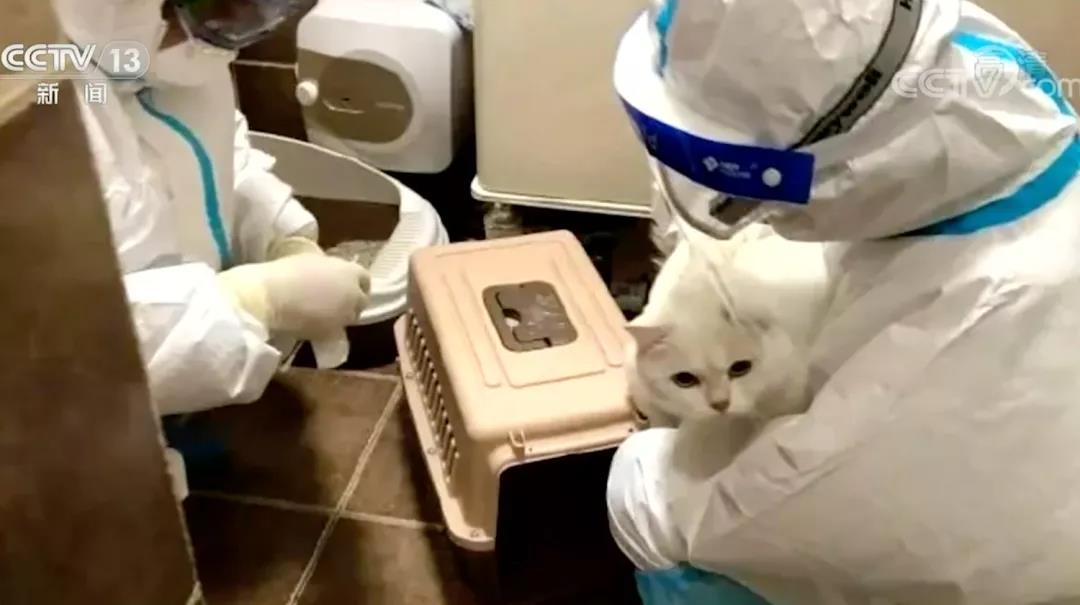 隔离人员的宠物该如何对待?国家卫健委专家这样说