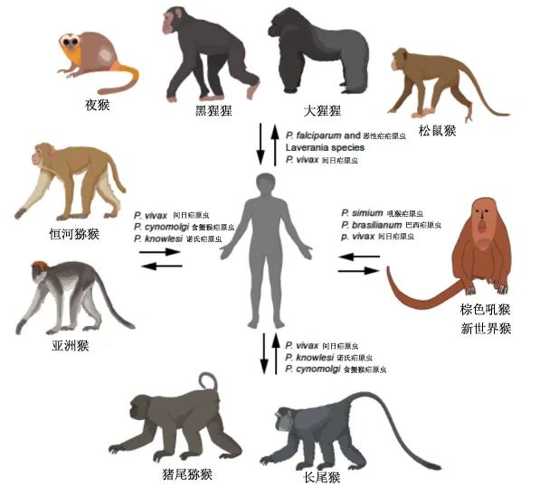 【全国疟疾日】消除疟疾后,疟原虫就从地球上消失了吗?