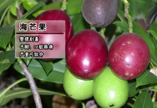 紧急提醒！海口街头大量出现，千万别碰！有的半颗就致命