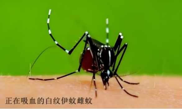 预防登革热,小心白纹伊蚊