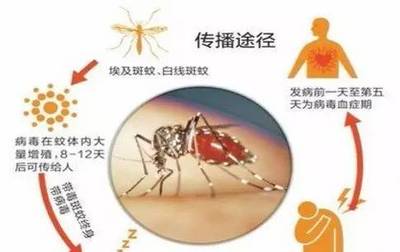 登革热高发季节,防蚊灭蚊很重要!
