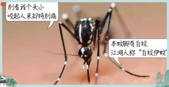 堪比断骨痛!如何远离“显眼包”传染病——登革热