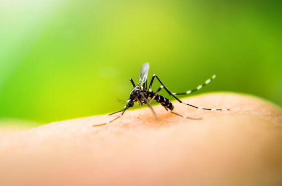 防控登革热,这些知识你要知道