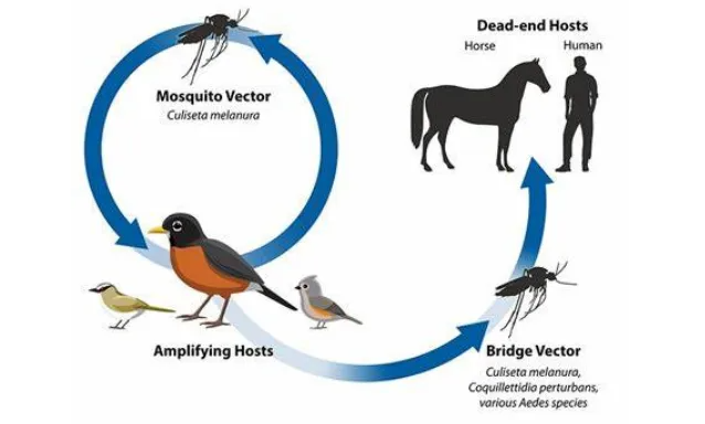 病死率可达30%！东部马脑炎，会传入我国吗？一文读懂→