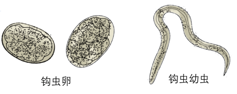 瓜果蔬菜千万不要这样吃，有人因此气喘、胸痛、恶心呕吐、腹泻......