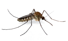 远离登革热 防范花蚊子 专家教你四招除“老窝”