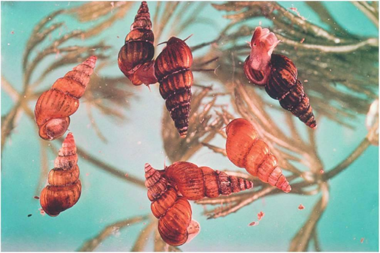 发现水边有这种东西千万躲开,有人因此得了血吸虫病!