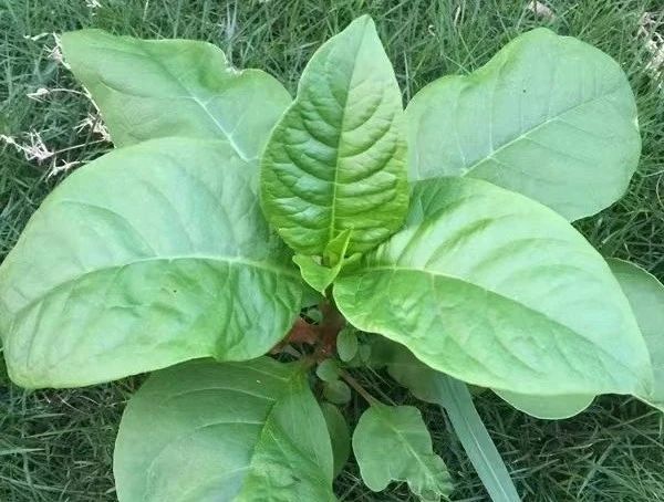 最近，真的要警惕食物中毒！每年这时候都有人中招