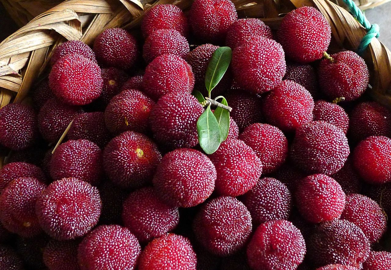 想吃杨梅又怕有虫？这样洗放心吃！