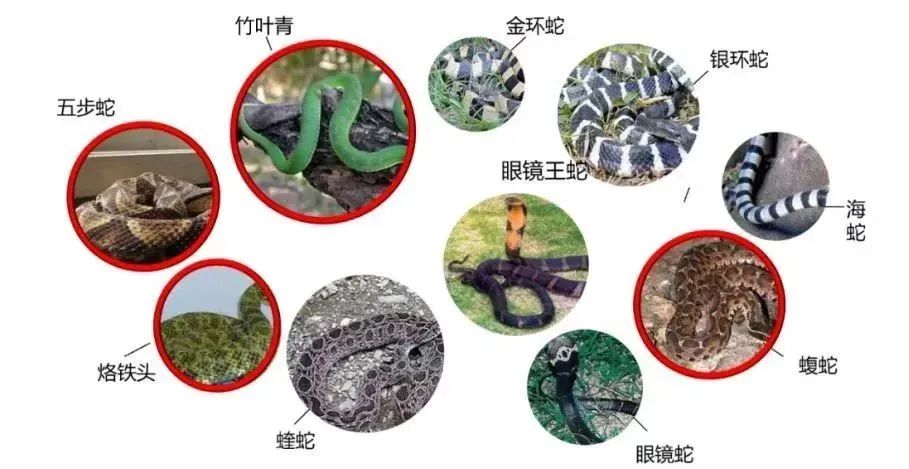 国内每年超20万人被蛇咬伤，怎样才能及时用上救命血清？