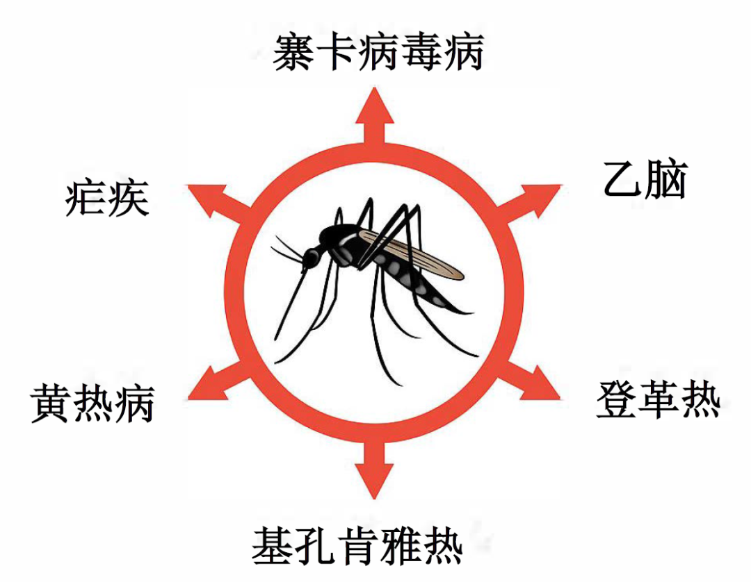夏季警惕这2种蚊媒传染病!做好4步有效防治