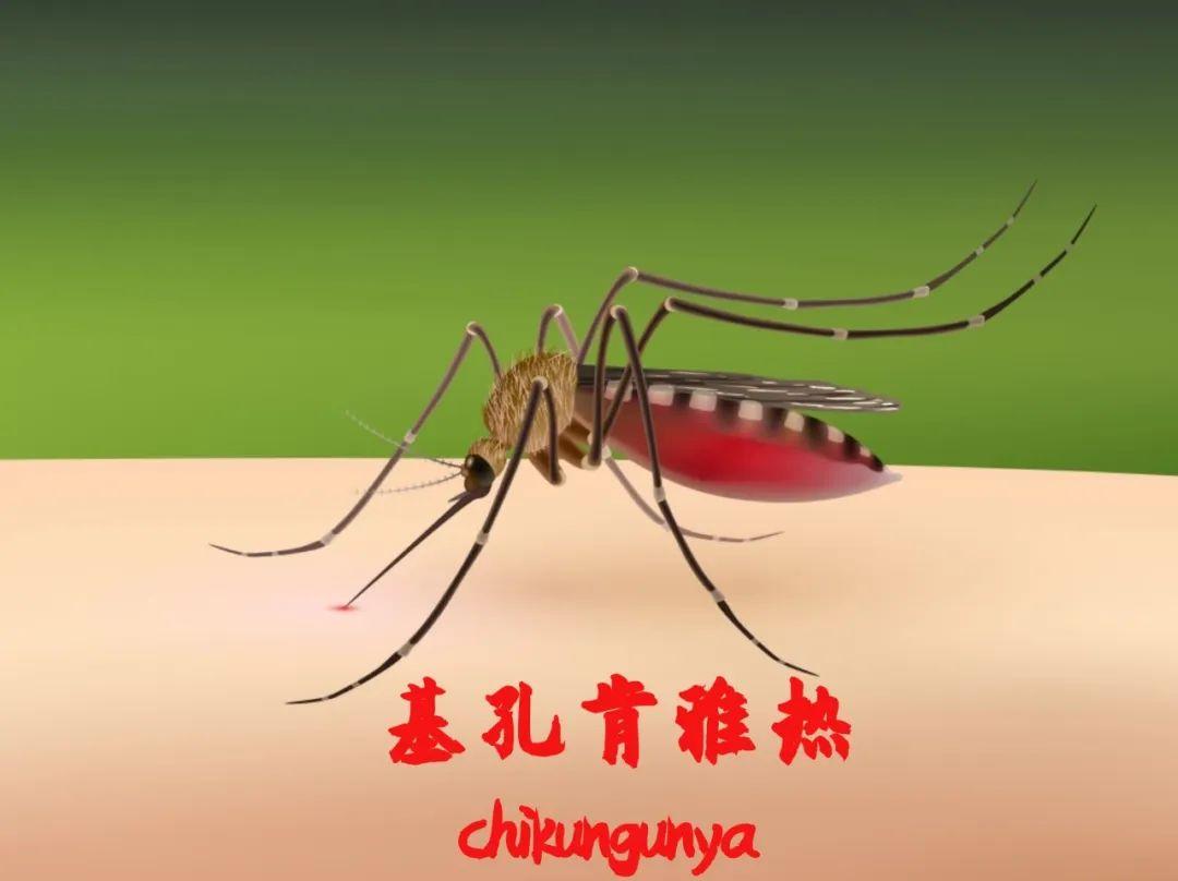 花斑蚊 “藏” 风险！海口市卫健委提醒：警惕基孔肯雅热，这些症状要留心