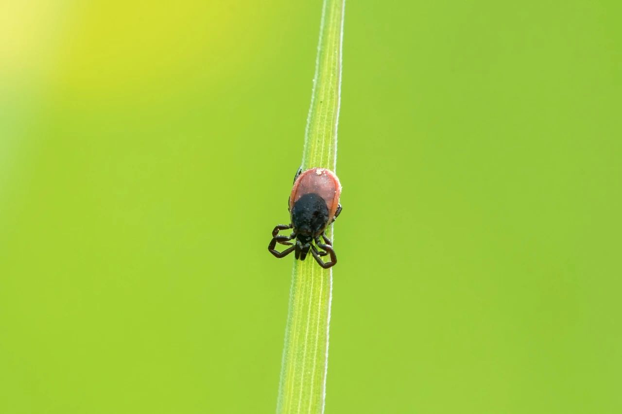 被虫咬后身上有红斑“满身乱跑”,可不是普通起疹子!严重可致残!