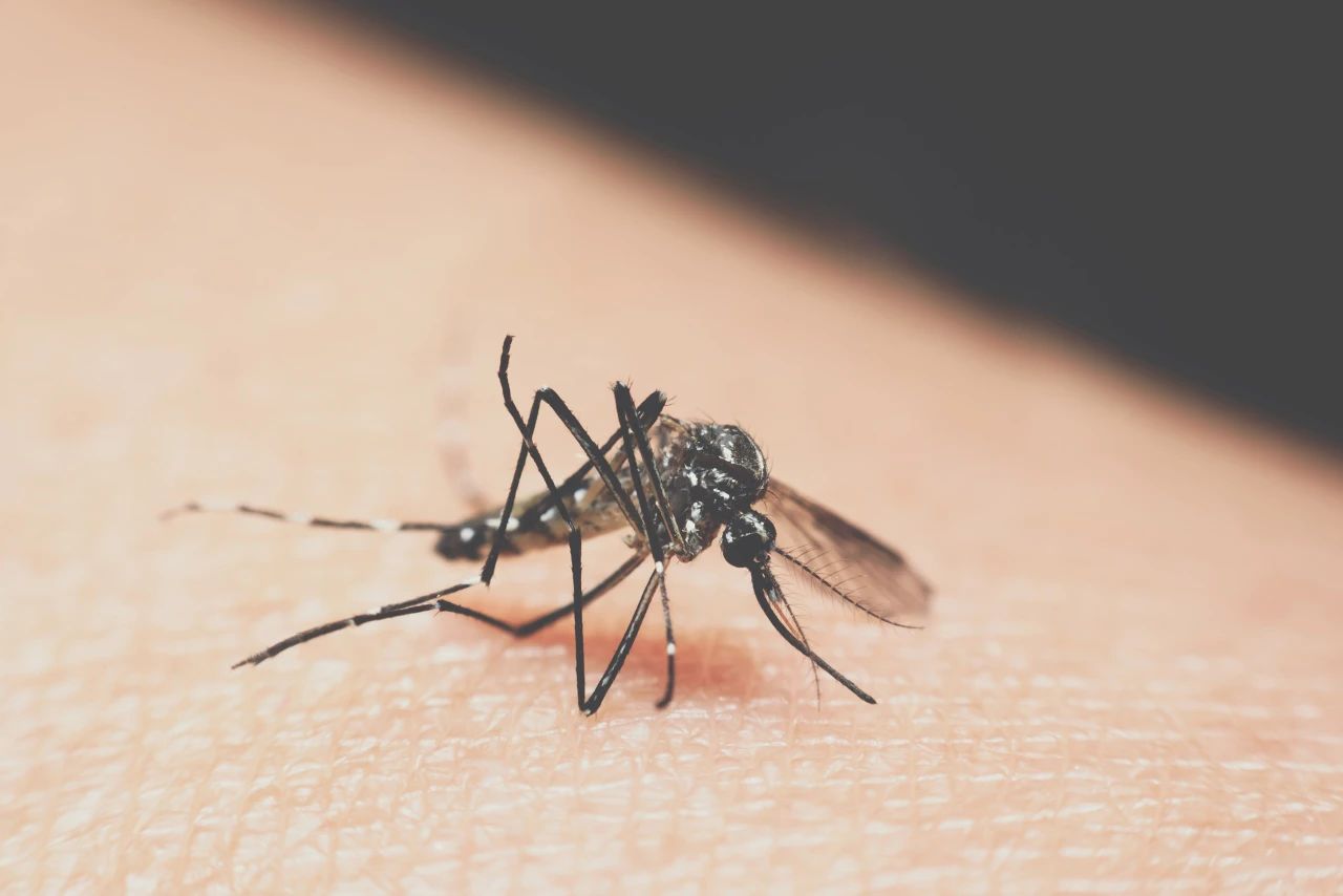 发热、关节痛、皮疹......出现这些症状,可能是基孔肯雅热!这样预防→