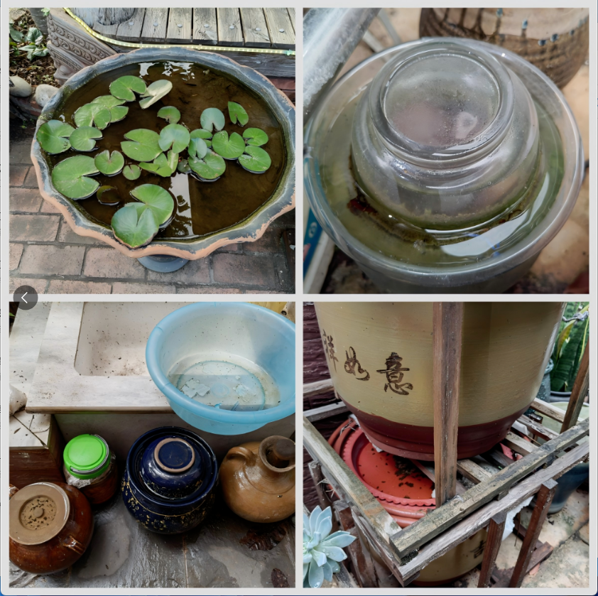 速看!预防基孔肯雅热和登革热,从夏季防蚊开始