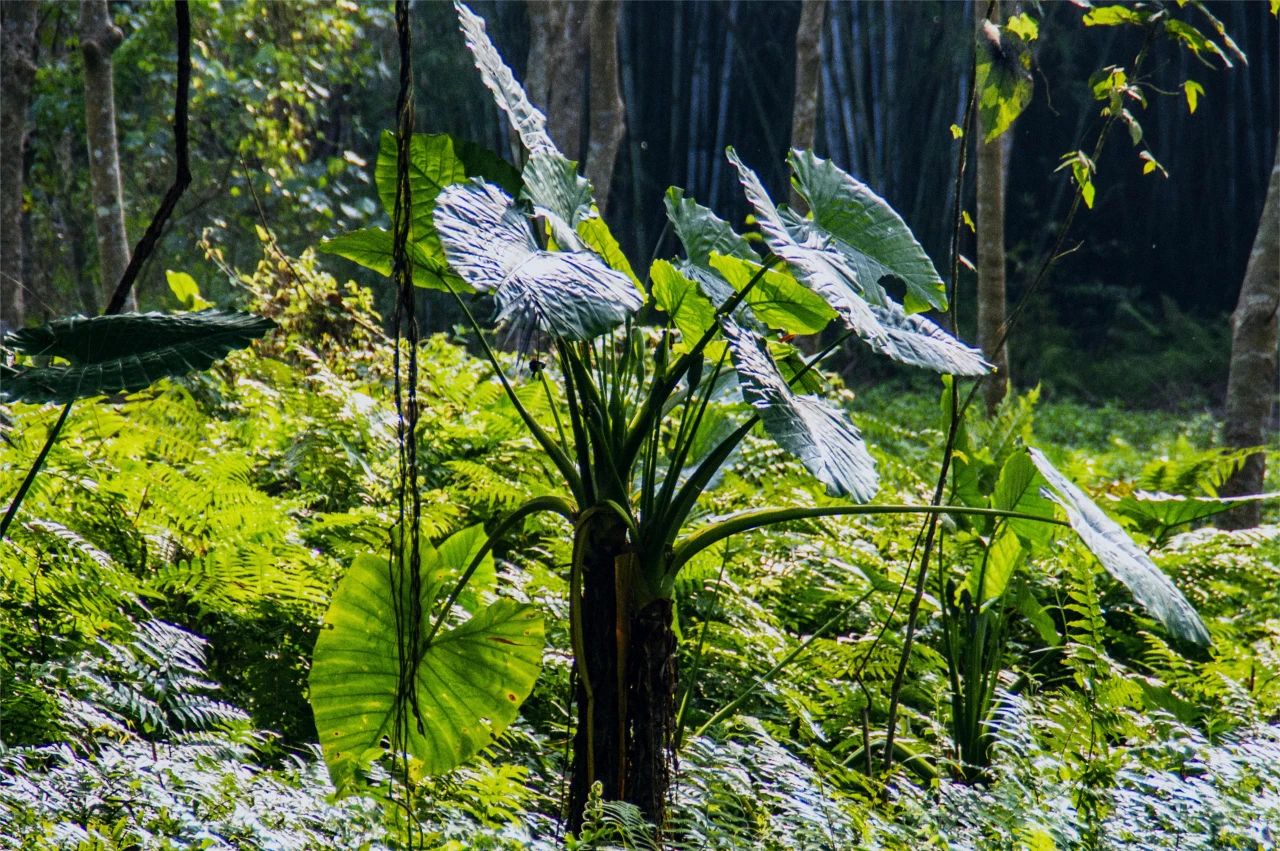 这4种常见植物有毒!别吃!家里有娃的,尤其要注意