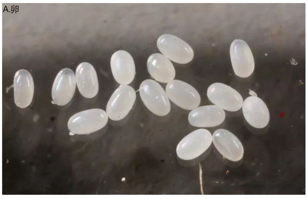 143ff9187b55cdd345bebcbc4efd6b0c.png 143ff9187b55cdd345bebcbc4efd6b0c.png