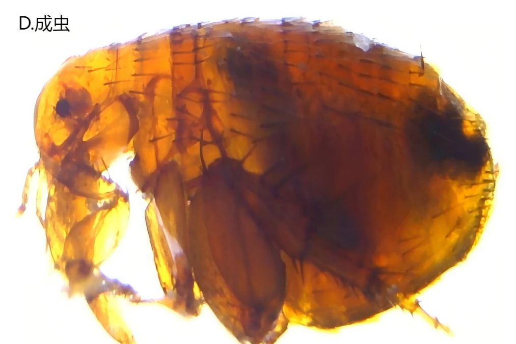 家里出现这几种情况,可能是跳蚤在侵扰!能导致多种传染病!快自查