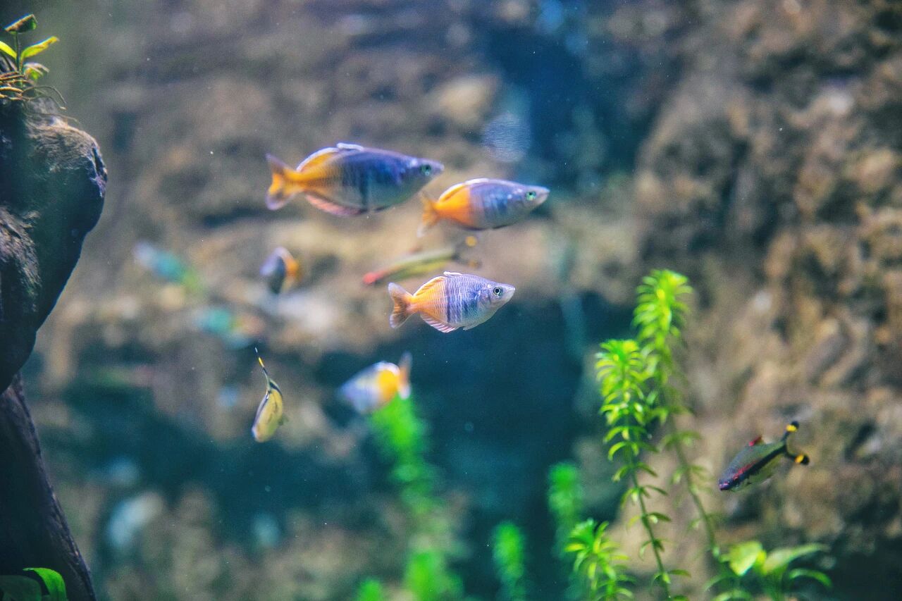 这几种常见的水生宠物,别直接碰!家里有娃的,尤其要注意!