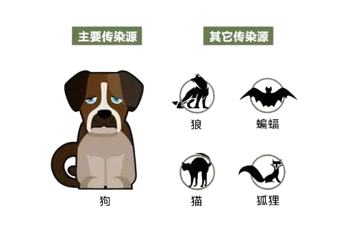 世界狂犬病日 | 关于狂犬病的8个关键问题