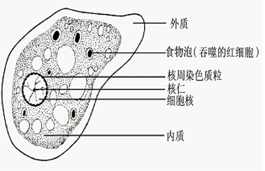 全球仅400+例,中国发现6例!“食脑虫”真的会吃脑子?