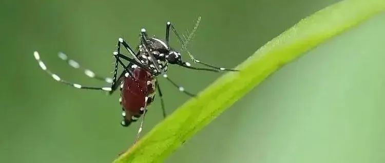 @海南人,秋冬季应该如何防蚊,一文读懂→